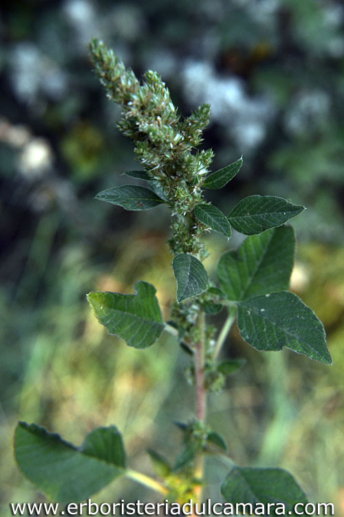 Amaranthus retroflexus (Amarantaceae)