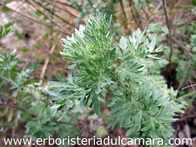 Artemisia absinthium (Asteraceae)