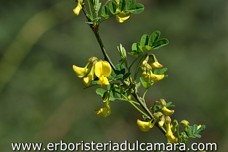 Coronilla emerus (Fabaceae)