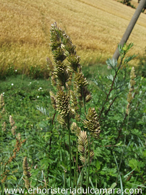Dactylis glomerata (Poaceae)