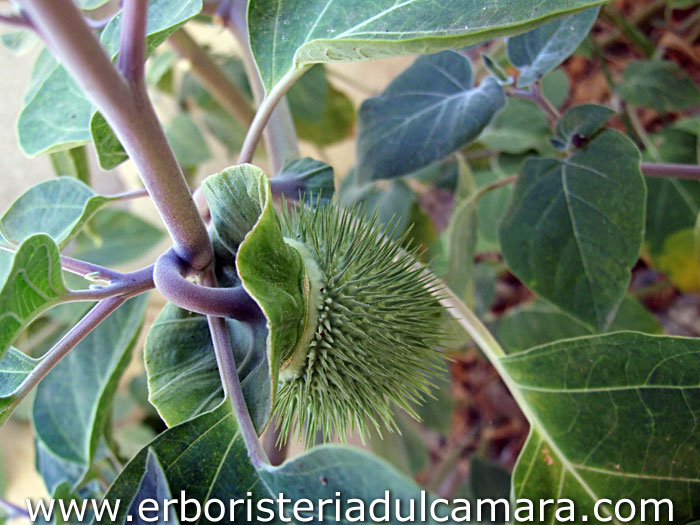 Datura inoxia (Solanaceae)