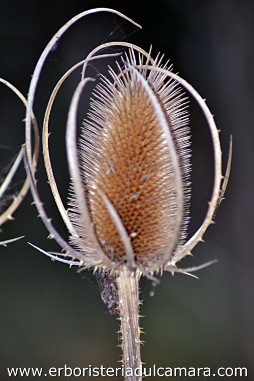 Dipsacus sylvestris (Dipsacaceae)