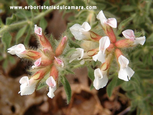 Dorycnium pentaphyllum (Fabaceae)