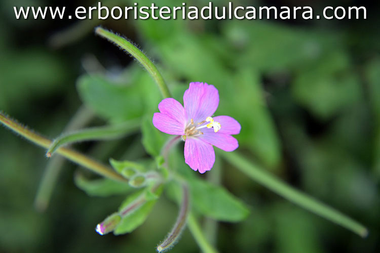 Epilobium hirsutum (Onagraceae)