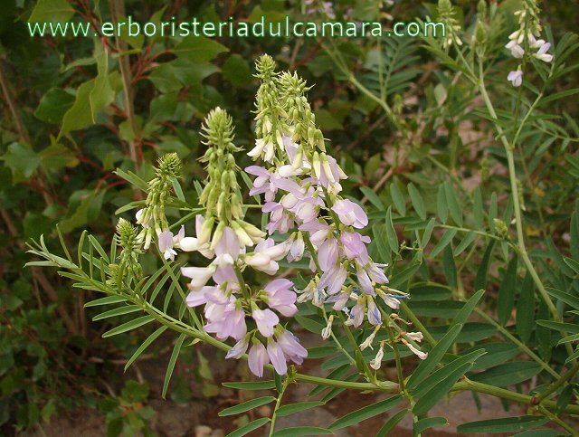Galega officinalis (Fabaceae)