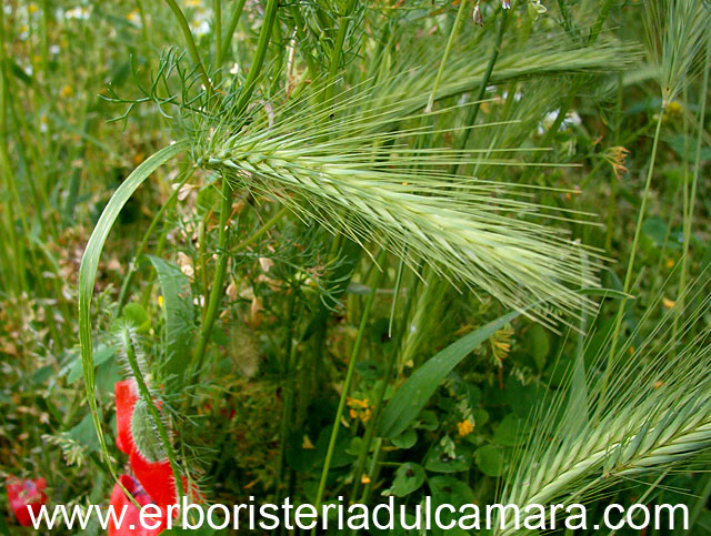 Hordeum murinum (Poaceae)