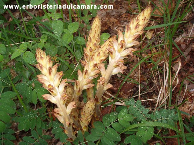 Orobanche  sp. (Orobanchaceae)