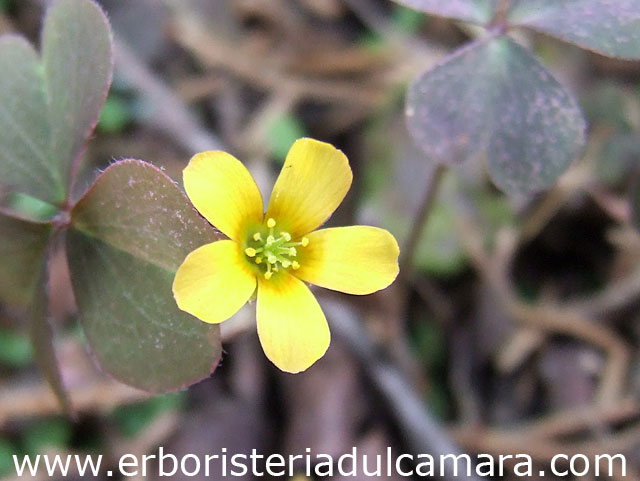 Oxalis corniculata (Oxalidaceae)