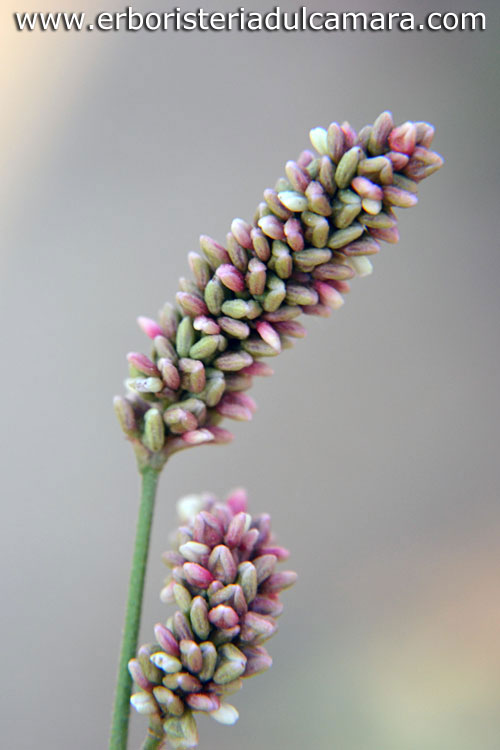Persicaria maculosa (Polygonaceae)