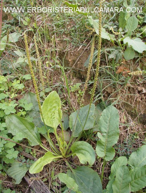 Plantago major (Plantaginaceae)