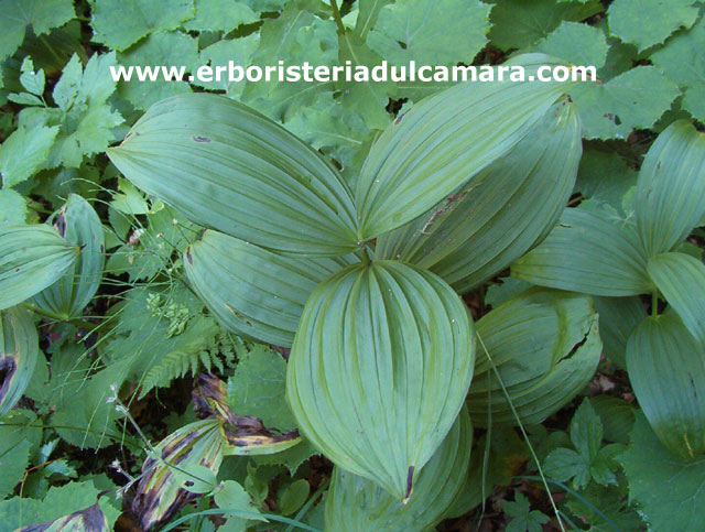 Veratrum album (Liliaceae)