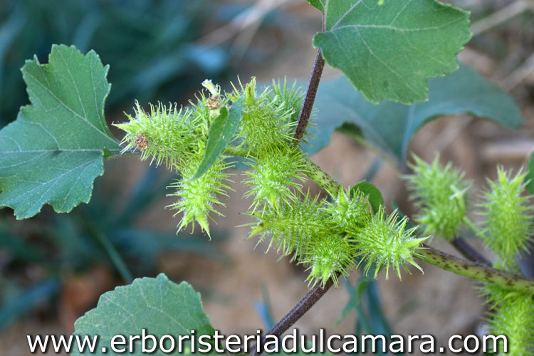 Xanthium strumarium (Asteraceae)