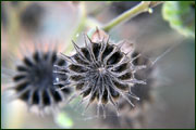 Abutilon theophrasti (Malvaceae)