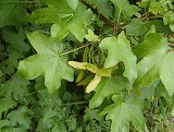 Acer campestre (Aceraceae)