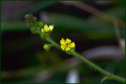 Agrimonia eupatoria (Rosaceae)