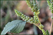 Amaranthus retroflexus (Amaranthaceae)