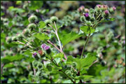 Arctium lappa (Asteraceae)