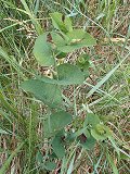 Aristolochia rotunda (Aristolochiaceae)