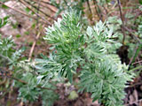 Artemisia absinthium (Asteraceae)