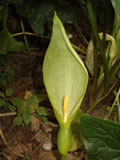 Arum italicum (Araceae)