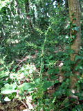 Asparagus officinalis (Asparagaceae)