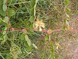 Astragalus glycyphyllus (Fabaceae)