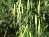 Avena sterilis (Poaceae)