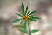 Bidens frondosa (Asteraceae)