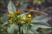 Bidens frondosa (Asteraceae)