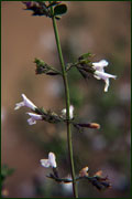 Calamintha nepeta (Lamiaceae)