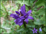 Campanula glomerata (Campanulaceae)