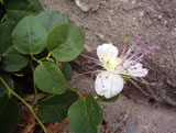 Capparis spinosa (Capparidaceae)