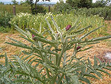 Cynara scolimus (Asteraceae)