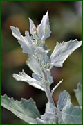 Chenopodium album (Chenopodiaceae)
