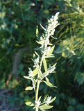 Chenopodium album (Chenopodiaceae)