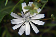 Cichorium intybus (Asteraceae)