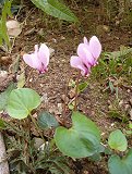Cyclamen hederifolium (Primulaceae)