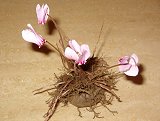 Cyclamen hederifolium (Primulaceae)