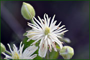 Clematis vitalba (Ranuncolaceae)