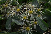 Clematis vitalba (Ranuncolaceae)