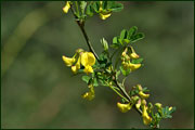Coronilla emerus (Fabaceae)