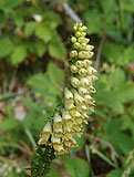 Digitalis lutea (Scrophulariaceae)