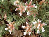 Dorycnium pentaphyllum (Fabaceae)
