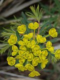 Euphorbia cyparissias (Euphorbiaceae)