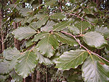 Fagus sativa (Fagaceae)
