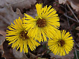 Tussilago farfara (Asteraceae)