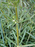 Gallium aparine (Rubiaceae)
