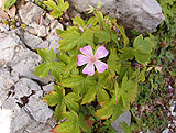 Geranium nodosum (Geraniaceae)