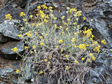 Helichrysum italicum (Asteraceae)