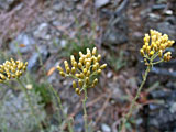 Helichrysum italicum (Asteraceae)
